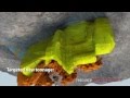 PBX video