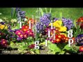 PBX video